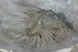Unidentified Lichid Trilobite From Jorf - Belenopyge Like #171560-4